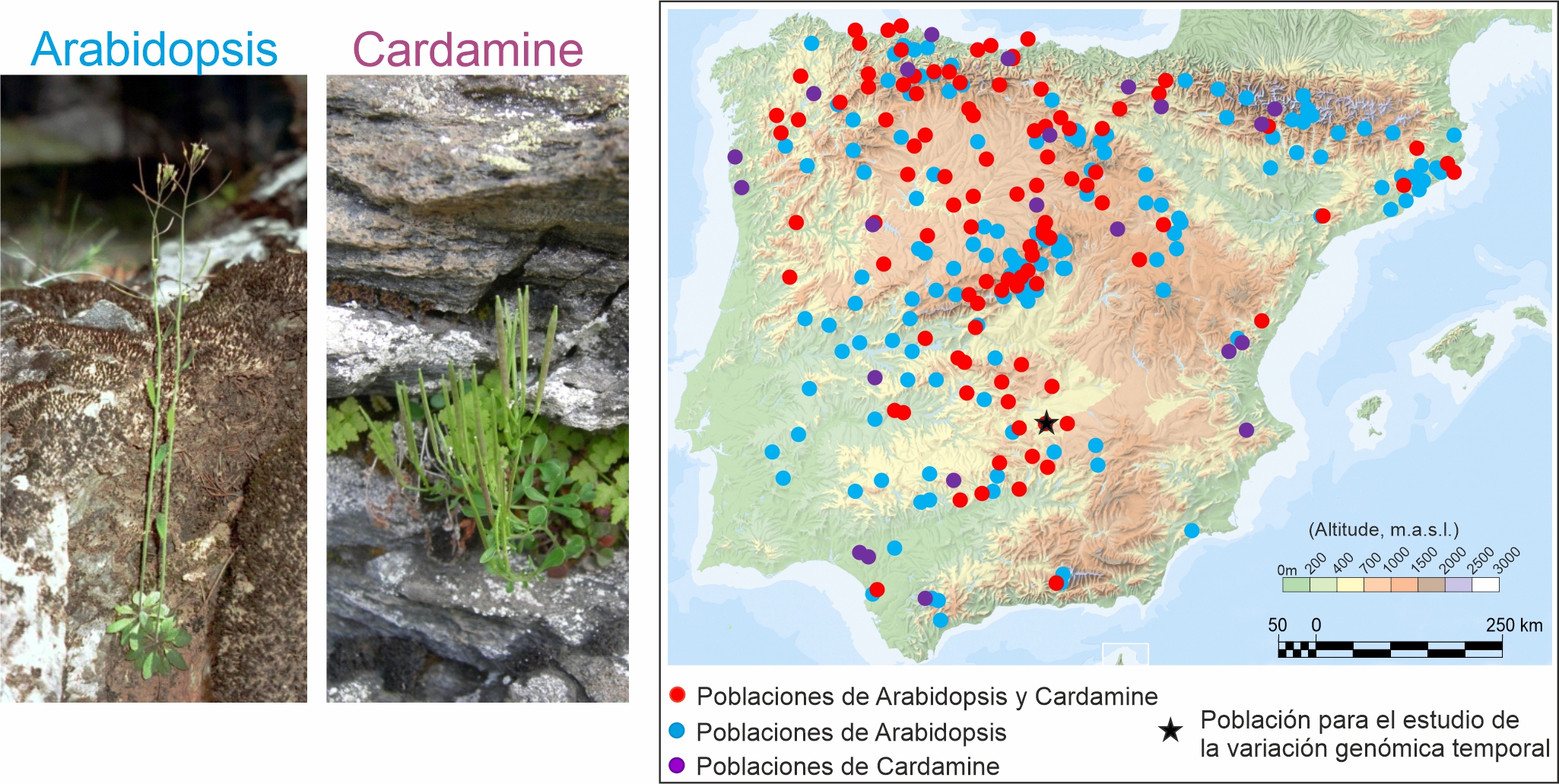 Especies y poblaciones estudiadas en el proyecto. A la izquierda se muestran las dos plantas modelo seleccionadas (Arabidopsis y Cardamine) y a la derecha la distribución de las poblaciones de cada especie que se analizarán a nivel genómico.