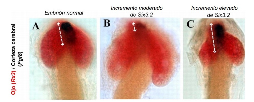 Figura 1