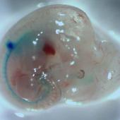  Investigando el origen de las células madre de la sangre