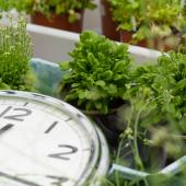 Proyecto I+D+i: Control circadiano de la actividad mitocondrial y de la homeostasis energética en Arabidopsis thaliana