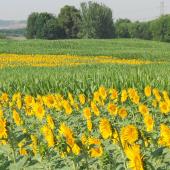 Campo experimental de girasol y maíz