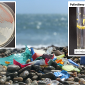 : Figura 1. Plásticos marinos varados en la costa de Mallorca de los que se han aislado microorganismos (panel izquierdo) y que son capaces de crecer a expensas de plásticos (panel derecho)